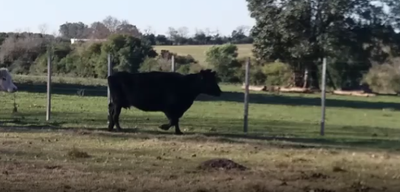 Lote 24 Vacas de Invernada en Soriano
