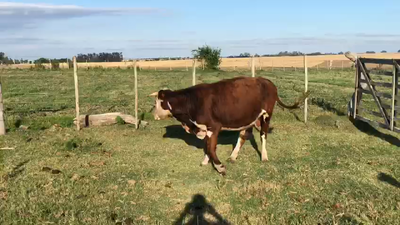 Lote TORO