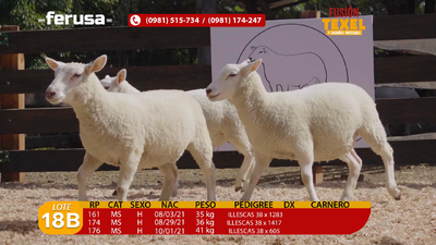 Lote Lote 18B