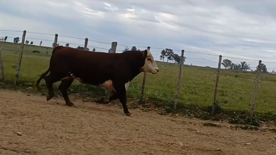 Lote TORO PO -