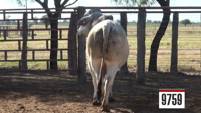 Lote Brahman