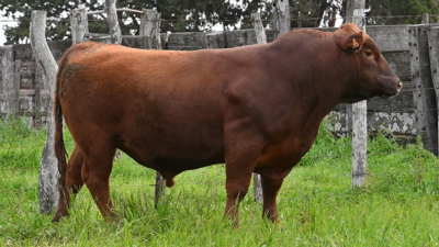 Lote 3 Toros RED ANGUS, Montevideo