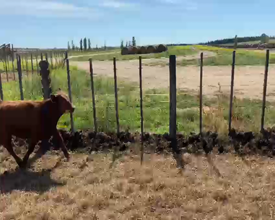 Lote 100 Terneros en Guaminí, Buenos Aires