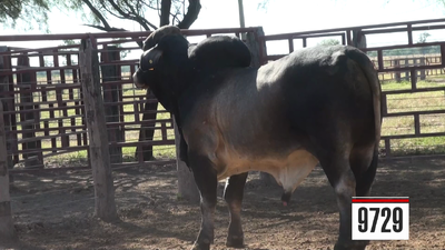 Lote Brahman