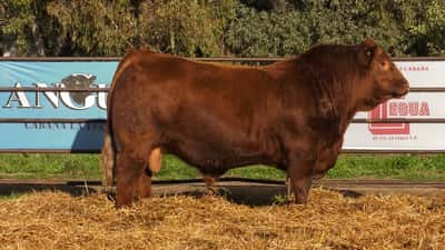 Lote TOROS PP