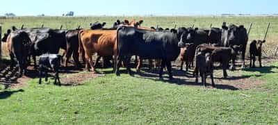 Lote 30 Vacas nuevas en Gral. Lamadrid, Buenos Aires