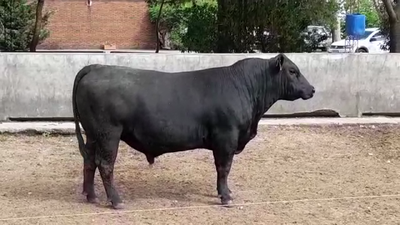 Lote TORO PI