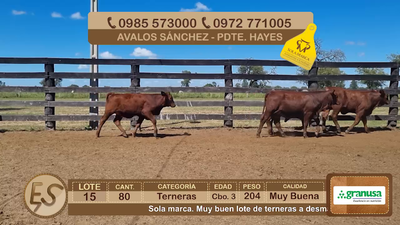 Lote Lote 15
