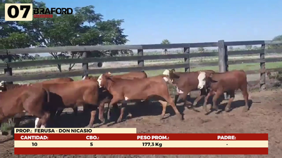 Lote LOTE 7