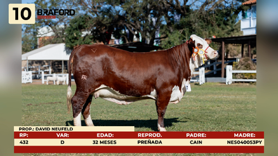 Lote LOTE 10