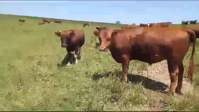 Lote 60 Novillo Engorda en Fresia, X Región Los Lagos