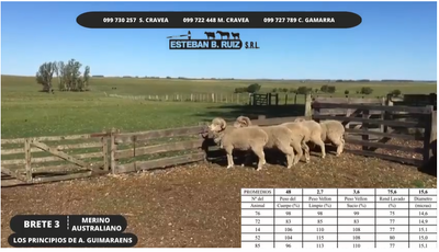 Lote Brete 3