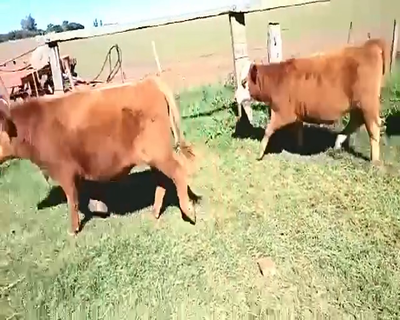 Lote 12 Terneros/as en Pueblo Italiano, Córdoba