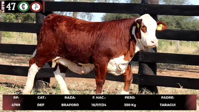Lote LOTE 47