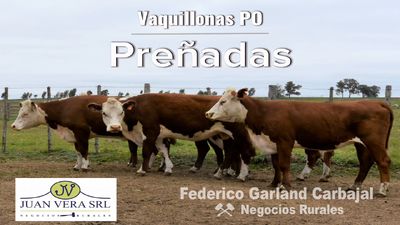 Lote VAQUILLONAS 4-6 DIENTES PREÑADAS PO  - POLLED HEREFORD