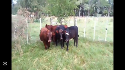 Lote TERNEROS/AS