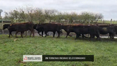 Lote Lote 21 - Terneras