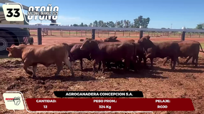 Lote LOTE 33