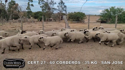 Lote 60 Corderos en 18 de Julio-Pueblo Nuevo, San José