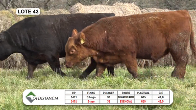 Lote TOROS PP y PC