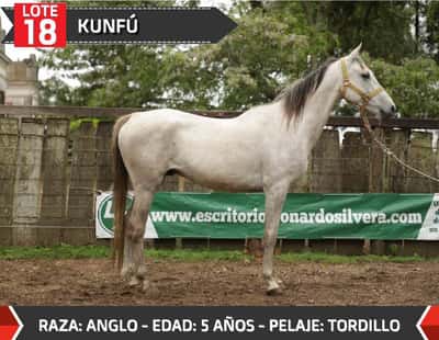 Lote KUNFÚ