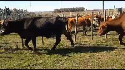 Lote 11 Vacas de Invernada en Tupambaé, Cerro Largo