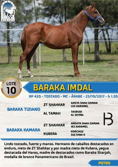 Lote BARAKA IMDAL