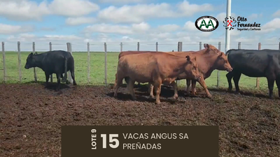 Lote 15 Vientres SA, Artigas