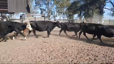 Lote 38 Vacas nuevas C/ gtia de preñez en Buenos Aires, Tres Lomas