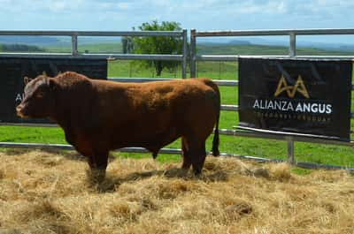 Lote 4 Toros RED, Treinta y Tres