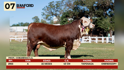 Lote LOTE 7