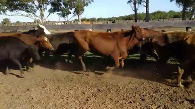 Lote 33 Vacas de invernar en Berón de Astrada, Corrientes