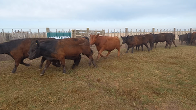 Lote 50 Novillitos en Tres Arroyos