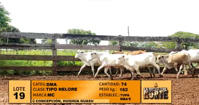 Lote Lote 19