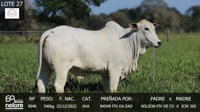 Lote LOTE 27