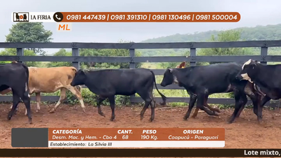 Lote 