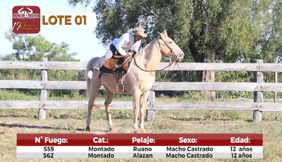 Lote Reproductores de Alborada - Lote 1