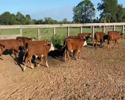 Lote 120 Terneros en Capitán Solari, Chaco
