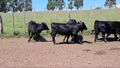Lote TERNERAS