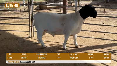 Lote LOTE 48