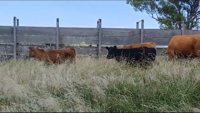 Lote PIEZAS DE CRIA