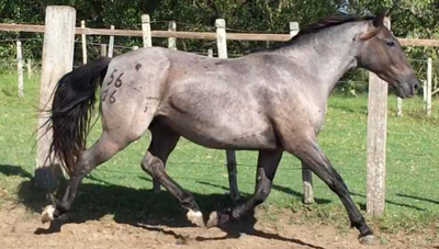 Lote CARTAMANO LA INVERNADA