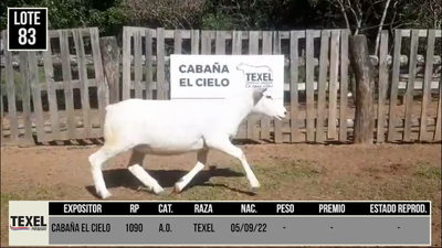 Lote LOTE 83 - CAMPO