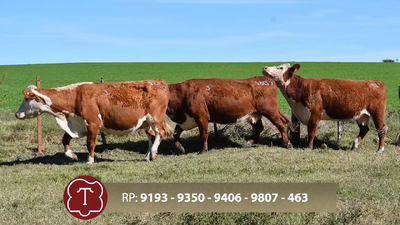  Lote 3 Vientres preñados