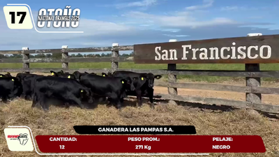 Lote LOTE 17