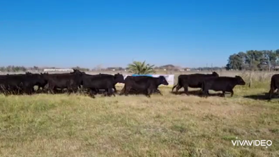 Lote 72 Vacas Nuevas C/ gtia de preñez en Brandsen, Buenos Aires