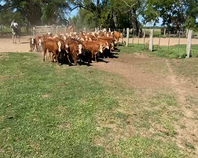 Lote 137 Terneros en Ituzaingó, Corrientes
