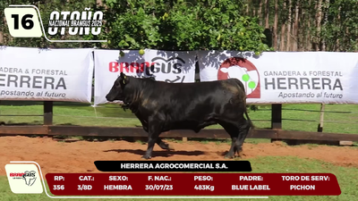 Lote LOTE 16