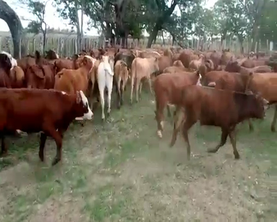 Lote 120 Terneros en Ituzaingó, Corrientes