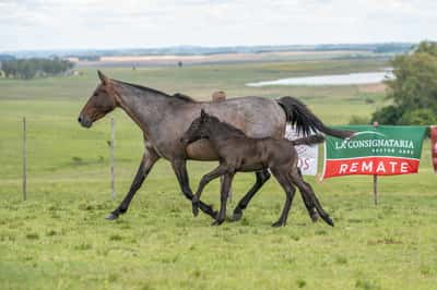 Lote CORTESIA DEL CEIBAL